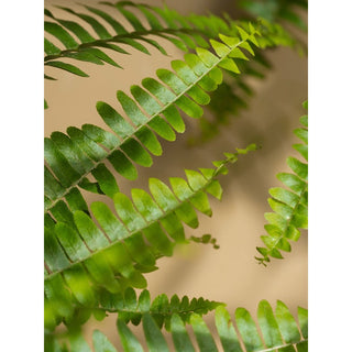 Fern + Moss - Smart Vial (Brooklyn Candle Studio)-Pura Fragrance Refill-PURA SCENTS-Summit Lane Boutique, Women's Apparel and Gifts located in Grand Rapids, MI
